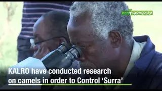 Increasing Camel Productivity through Joined Control of 'Surra'