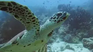 PNG Is Diving's Final Frontier