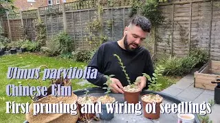 First pruning and wiring of a set of Ulmus parvifolia (Chinese Elm) seedlings for bonsai training