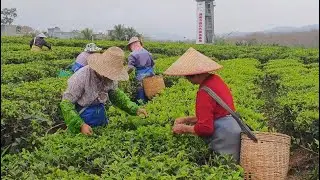 Eyes on Hainan: Hidden tea hotspot in south China's island province