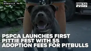PSPCA launches first Pittie Fest with $5 adoption fees for Pitbulls