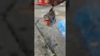 Help me, help me! #fish