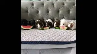 The Lava Empire guinea pigs enjoying watermelon (May, 2018)