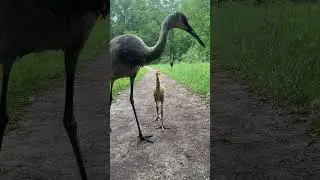 Sandhill Crane family walking the nature trail