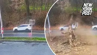 Driver extremely lucky to be alive after tree falls on car while stopped in traffic