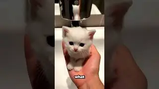 Этот милый кот удивил всех в раковине!