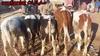 يا سلام على الرحبة بالفقيه بن صالح اليوم 27/12/2023.اثمنة أنواع الأبقار سفيان 0610286901.عجلات للبيع