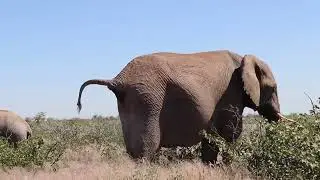 VOYAGE NAMIBIE 2025 : Opuwo - Etosha - Olifantsrus - Jour 20