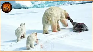 Most Amazing Polar Bear Attacks on Earth Ever Caught on Camera | Wild Animals