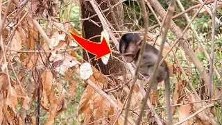 Ally play in dangerous forest its try to walk down #Ally #monkey
