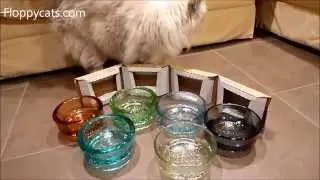 Миска для домашних животных из переработанного стекла: кошки Рэгдоллы получают стеклянную миску для домашних животных PawNosh Zorra - ねこ - ラグドール - Floppycats