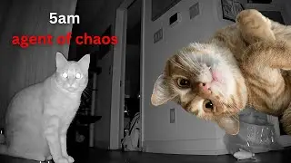 a day in the life of my cat 🐈