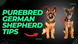 How To Identify A Pure German Shepherd Puppy