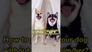 How to pick up your dog without hurting him/her? - Uni&Nori