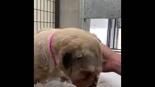 Former Puppy Mill Moms & Dads Finally Experience Gentle Touch and Kindness