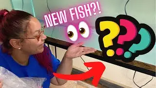 WE BOUGHT NEW RARE/EXOTIC FISH FOR OUR AQUARIUM (dream fish)