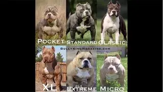 THE MASTER OF ALL BULLDOGS SAID AMERICAN BULLIES AREN&rsquo;T A PIT BULLS. GET THIS IN YOUR SMALL HEAD.