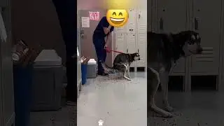 I never want to see him again #youtube #funny #doggielife #funnyanimal #funniestvideo