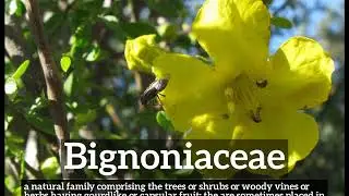 How Does Bignoniaceae Look? | What is Bignoniaceae? | How to Say Bignoniaceae in English?