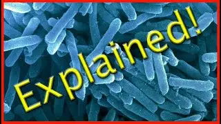 Microbial Fuel Cell Explained
