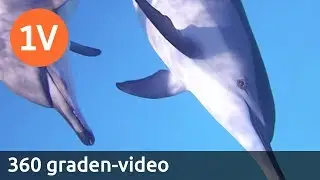 360 GRADEN | Virtual reality-therapie met dolfijnen