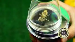 Creature Peeper by Insect Lore