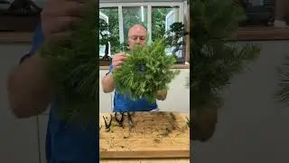 Aleppo Pine (Pinus halepensis) Evergreen Bonsai Tree Overview