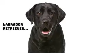 Labrador Retriever Historia y consejos