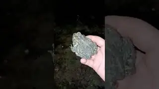 catching a monster toad with my friend