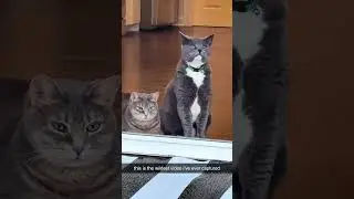 Smart cats understand English