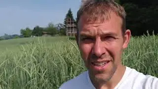 Demeter Ur-Dinkel auf Dämmen, Dammkultur nach Turiel