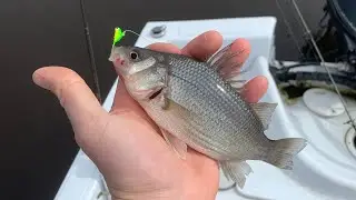 Jigging for NJ White Perch