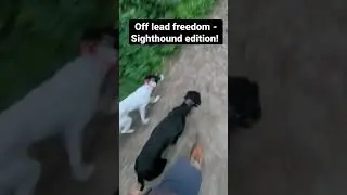 CRAZY DOGS OFF LEAD! 🤯 #OFFLEAD #CRAZY #Free #dogtraining #offlead