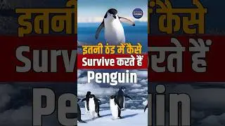 Penguins Survival | Extreme Cold | Secrets of Living | Minus Temperature | Nilhist Penguin | Viral
