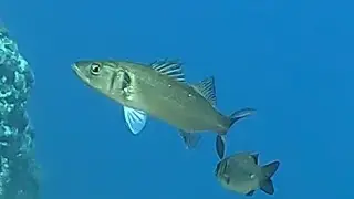 PESCA SUB SARDEGNA:SARAGONE XXL,MUGGINONE E SPIGOLE!!!buona visione