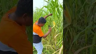 Nature videography with corn🌽mobile idea##videography #ideas #nature #corn#shots