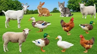 Animal Sounds for Toddlers: Dog, Cat, Pig, Cow, Goat, Chicken, Duck