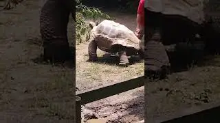 87 year old 400lb turtle🐢 Shell shining