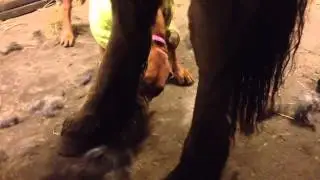 Cara the Ridgeback grooming Blizz the Barockpinto