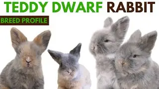 Teddy Dwarf Rabbit Breed Profile History - Traits - Price - Grooming Needs -Price & Lifespan