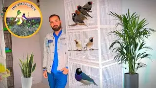 My Bird Setup Preparation 🐦 | New Cage Setup Coming Soon!