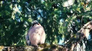 Сойка, Средний дятел и прочие / A jay, Middle spotted woodpecker and others