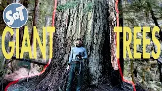MOUNT BAKER, TOO MUCH SNOW, AND GIANT TREES - An Early Summer Hike in Washington State