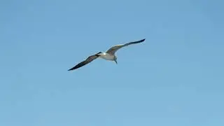 Fishing, St. George Island