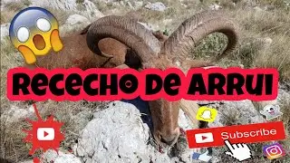 Rececho de arrui