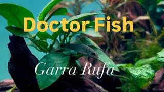 DOCTOR FISH GARRA RUFA | BEST ALGAE EATER 