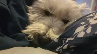 Hamish - Look At This Wonderful Tucker Man