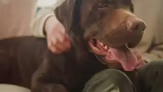 Alpha Dog Nutrition Supplements