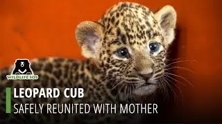Wildlife SOS Reunites Leopard Family  in Maharashtra