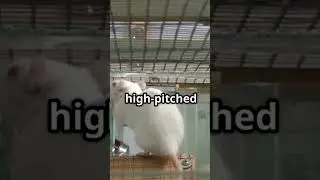Rats Laugh When Tickled?! 🐀😂